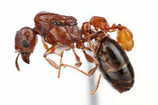 RIFA and parasitic ant queens